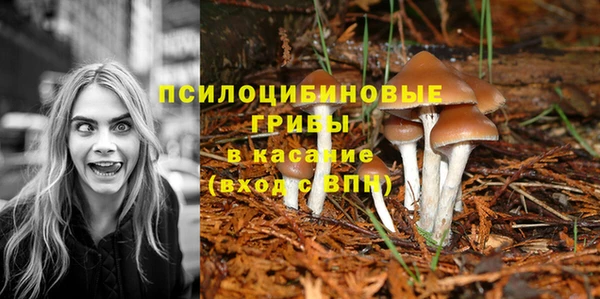 ПСИЛОЦИБИНОВЫЕ ГРИБЫ Липки