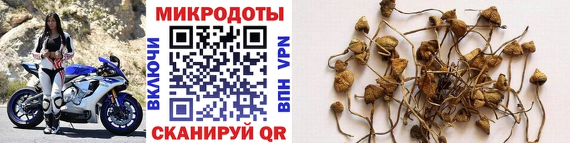 Псилоцибиновые грибы Cubensis  где найти наркотики  Красавино 